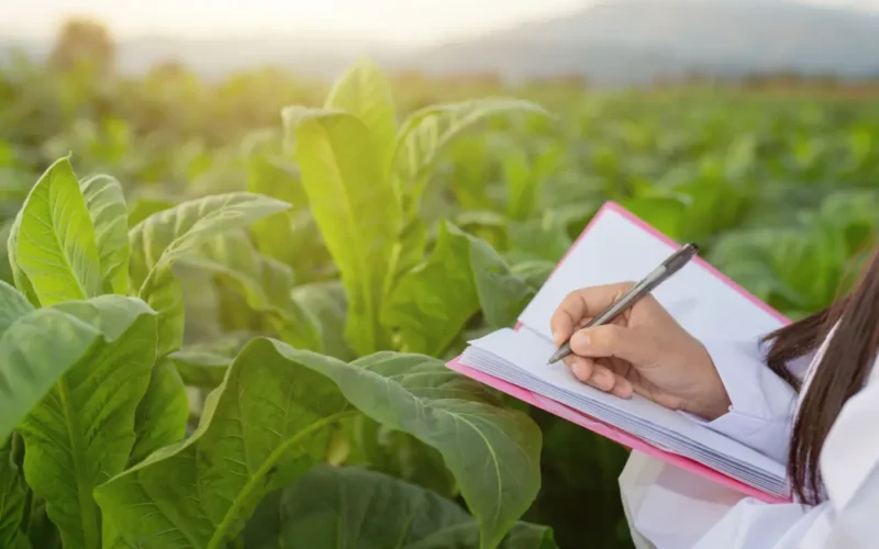 O papel do agronegócio no avanço econômico do Brasil