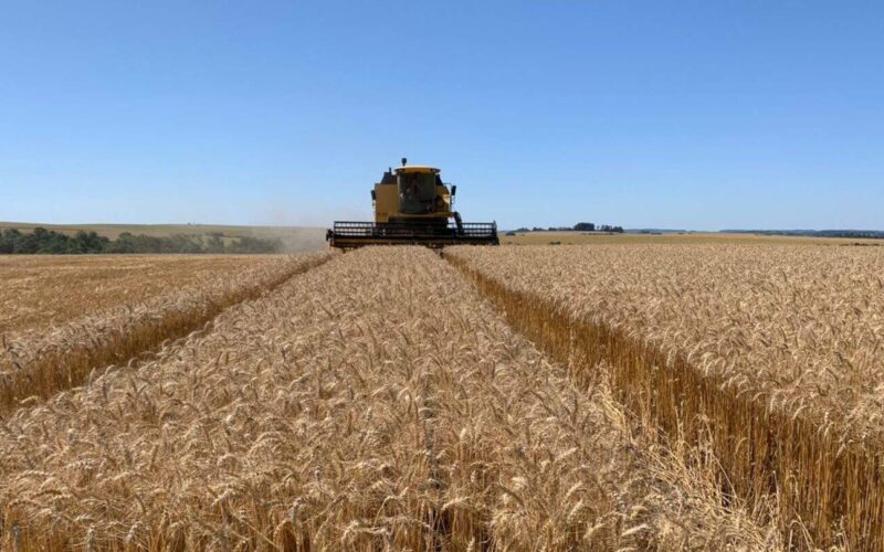 Colheita de trigo no Rio Grande do Sul enfrenta desafios: safra em risco.