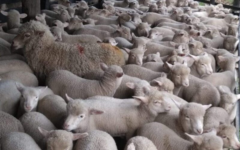 Cordeiro brilha e assegura lucro na agricultura