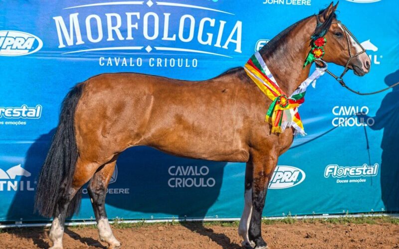 Égua Basca de La Reina é eleita o Melhor Exemplar da raça Cavalo Crioulo