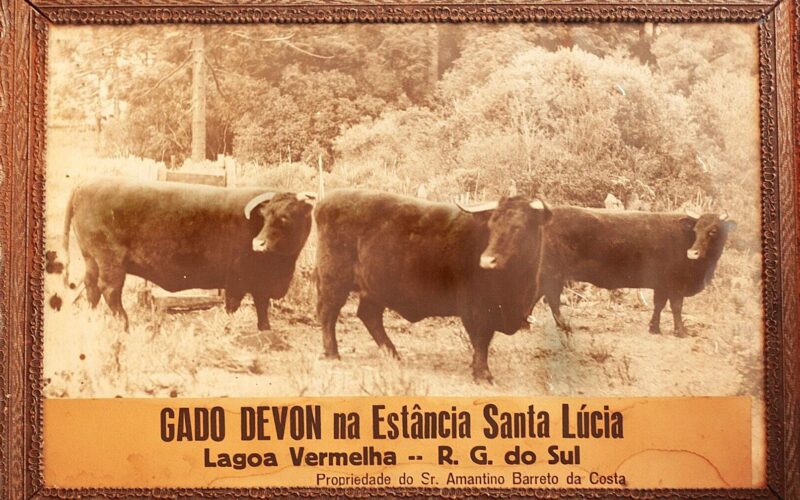 Santa Lúcia celebra nove décadas de excelência na criação da raça Devon