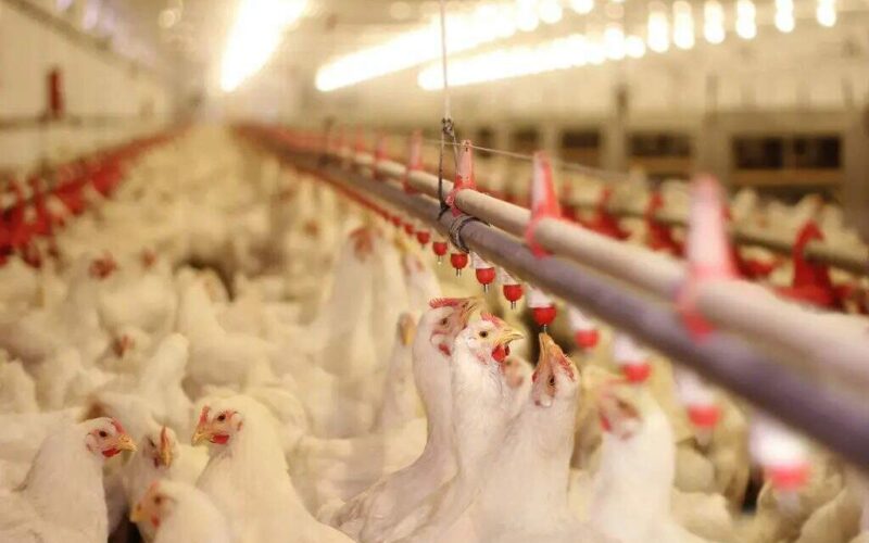 Exportações de frango do Rio Grande do Sul seguem em crescimento