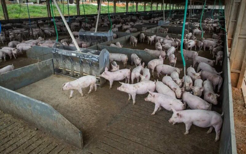 Em 2026, Brasil atingirá níveis históricos de produção de carne suína e de frango.