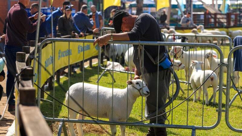Expointer contará com a presença de mais de seis mil animais