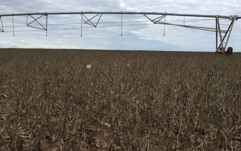 Isenção total na etapa Safrinha para agricultores familiares do Programa Troca-Troca de Sementes no Rio Grande do Sul