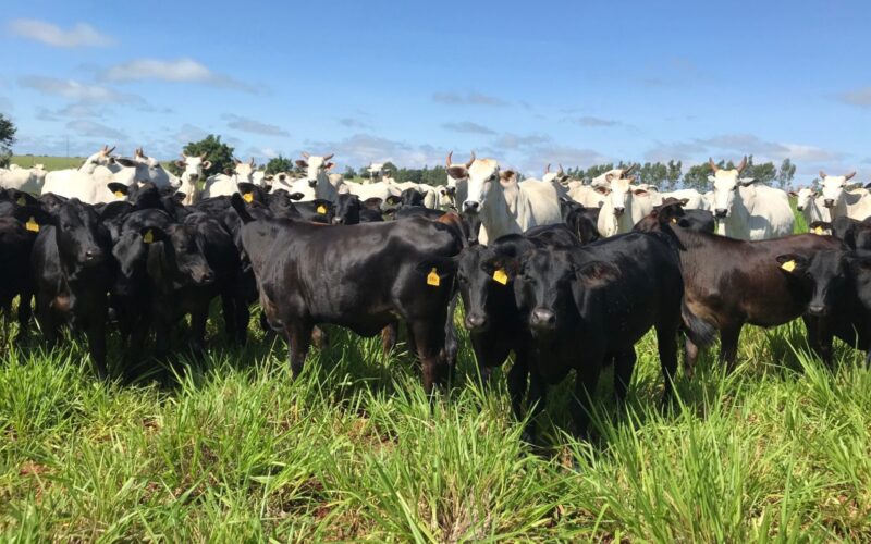 Agronegócio: A criação será destaque neste ano.