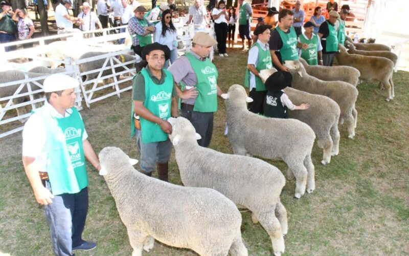 Ovinocultura gaúcha ganha impulso com feiras de verão