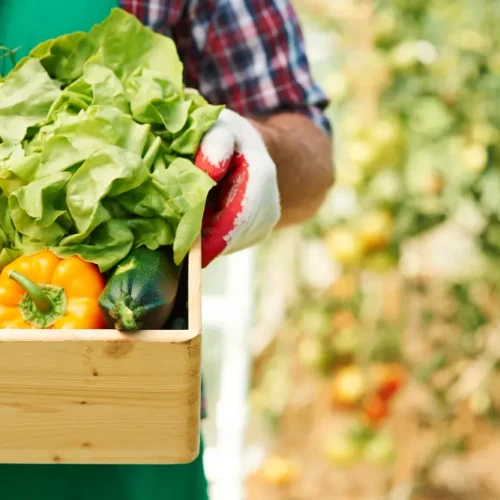 Como os alimentos orgânicos impactam o bem-estar segundo Cauê Lopes Martins