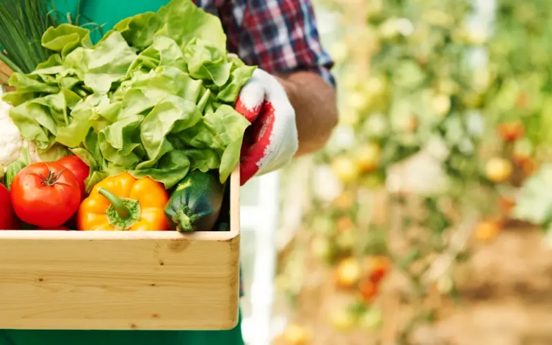 Como os alimentos orgânicos impactam o bem-estar segundo Cauê Lopes Martins