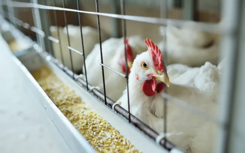 Após caso em granja comercial, Brasil anuncia erradicação da gripe aviária do país.