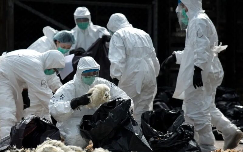 Despesas nos EUA alcançam US$ 1 bi no combate à gripe aviária; mortes de 170 mi de aves registradas.