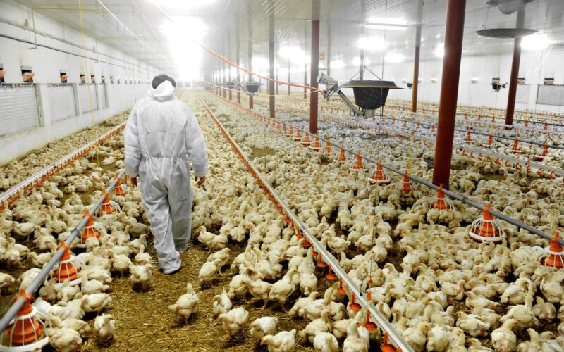 Autoridades destroem 20 milhões de ovos férteis em tentativa de conter surto de gripe aviária.