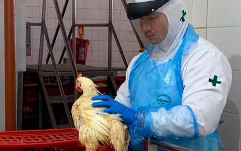 Ministério da Agricultura convoca de forma antecipada 440 aprovados em concurso devido à gripe aviária no Brasil.