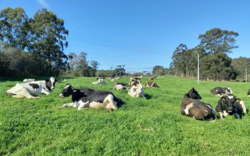 Gado criado no Rio Grande do Sul enfrenta altas temperaturas no verão, impactando na produção de leite.