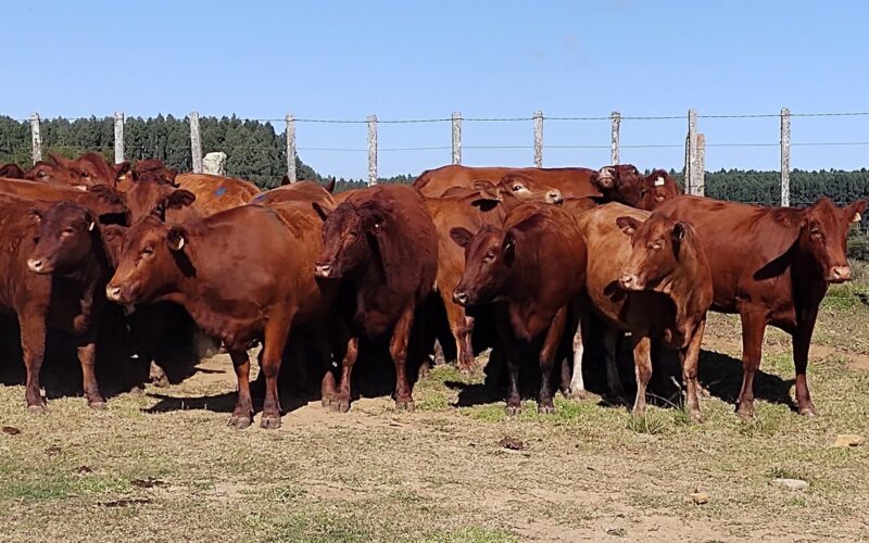 Canguçu recebe leilão das renomadas raças Devon e Bravon