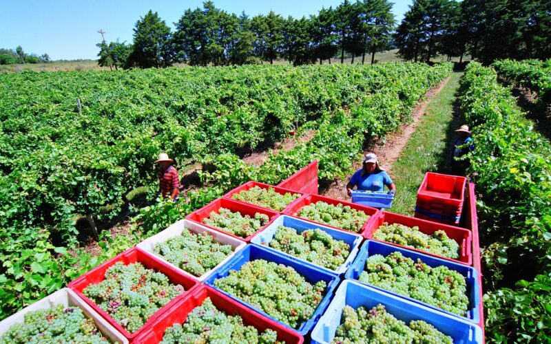 Cooperativa Nova Aliança celebra colheita de aproximadamente 50 milhões de quilos de uvas na Vindima