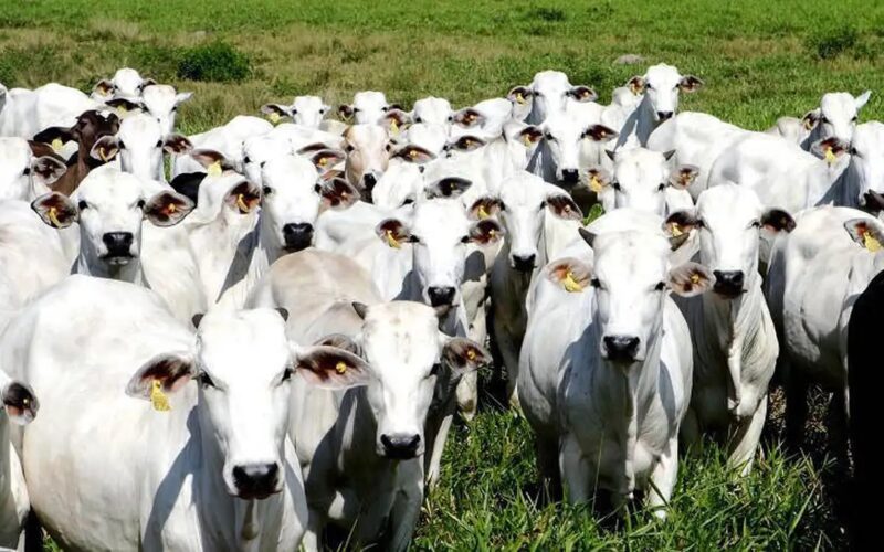 Dia do Boi: a nova era da pecuária é pautada pela sanidade animal