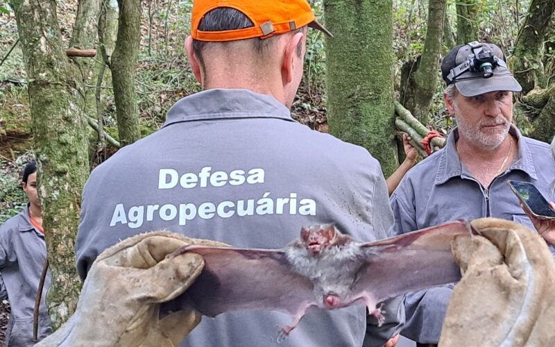 Alerta sanitário da Secretaria da Agricultura indica ameaça de raiva em animais herbívoros no Noroeste do Rio Grande do Sul
