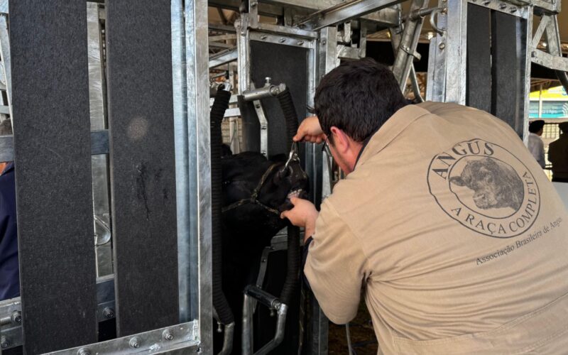 Vacaria sedia mostra das raças Angus e Ultrablack