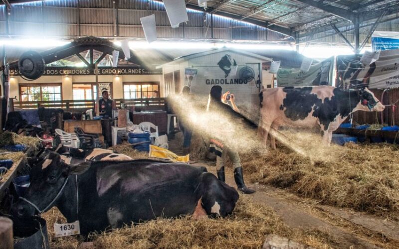 Fenasul Expoleite 2026 tem início nesta quarta-feira em Esteio, com acesso livre para o público