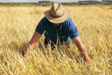 Cultivadores de arroz solicitam atenção especial do governo federal para o Rio Grande do Sul