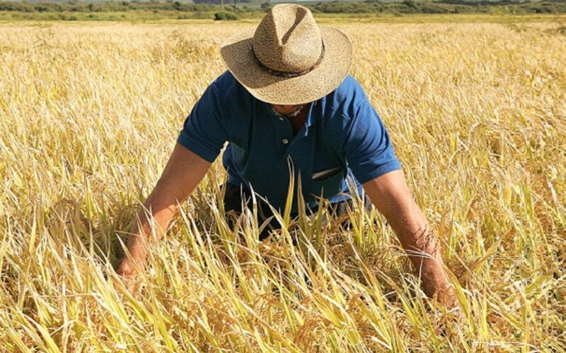 Cultivadores de arroz solicitam atenção especial do governo federal para o Rio Grande do Sul