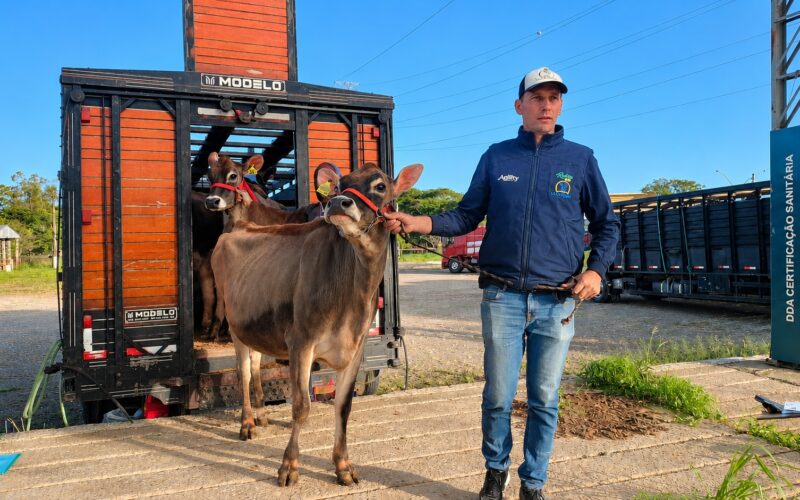 Santa Catarina marca presença como o primeiro animal na Fenasul Expoleite 2026