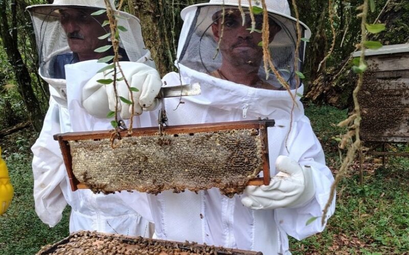 Produção de mel no Rio Grande do Sul se reergue dois anos após as enchentes