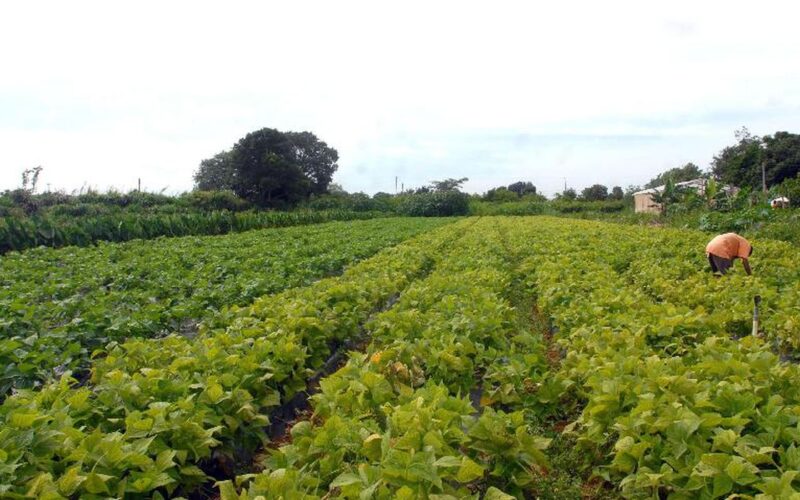 Regras de crédito rural com foco ambiental são postergadas pelo Conselho Monetário Nacional