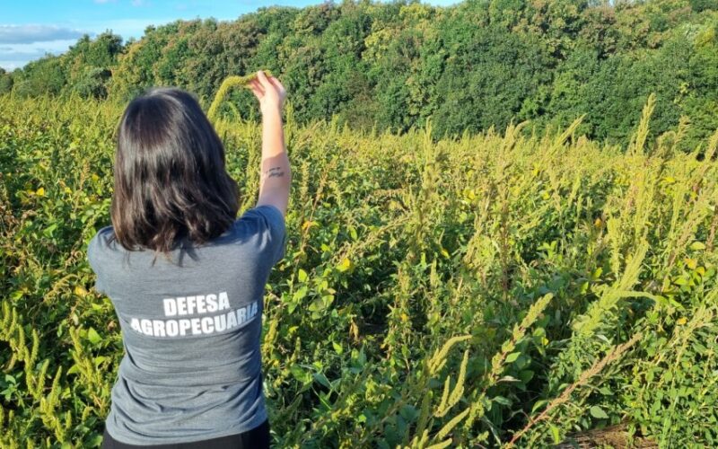 Caruru-gigante não é encontrado no Rio Grande do Sul, mas outra planta invasora acende alerta entre agricultores