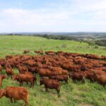 Bonsmara: a raça que harmoniza a genética africana com a adaptabilidade tropical
