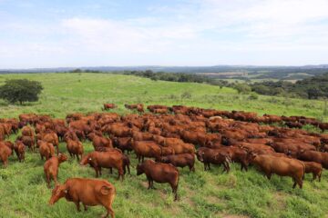 Bonsmara: a raça que harmoniza a genética africana com a adaptabilidade tropical