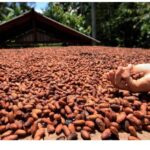 Comissão de Agricultura aprova alterações nas normas para a importação de cacau