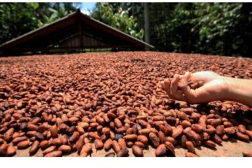 Comissão de Agricultura aprova alterações nas normas para a importação de cacau