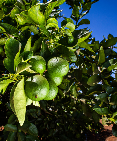 Estado realiza inspeções em mais de 500 propriedades após surgimento do greening no Rio Grande do Sul