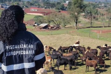 Rio Grande do Sul comemora quinquênio de status internacional como área livre de aftosa sem necessidade de vacinação