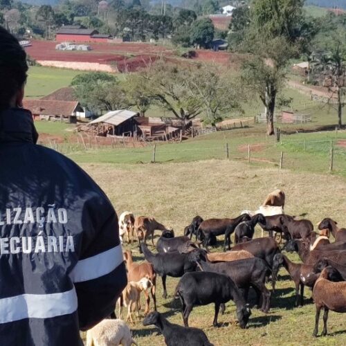 Rio Grande do Sul comemora quinquênio de status internacional como área livre de aftosa sem necessidade de vacinação