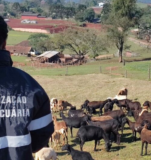 Rio Grande do Sul comemora quinquênio de status internacional como área livre de aftosa sem necessidade de vacinação