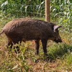 Javalis são mapeados em áreas rurais pelo governo do Rio Grande do Sul