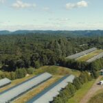 Granja da Serra Gaúcha expande operações com nova unidade de recria e impulsiona crescimento no setor avícola