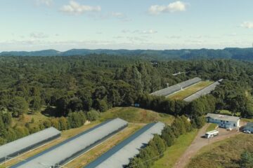 Granja da Serra Gaúcha expande operações com nova unidade de recria e impulsiona crescimento no setor avícola