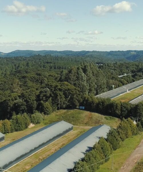 Granja da Serra Gaúcha expande operações com nova unidade de recria e impulsiona crescimento no setor avícola