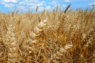 Inundações constantes comprometem colheita de trigo no Rio Grande do Sul