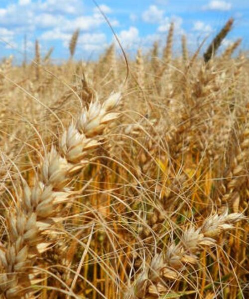 Inundações constantes comprometem colheita de trigo no Rio Grande do Sul