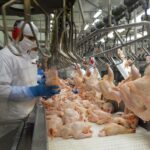 Exportação gaúcha de carne de frango em agosto cresce quase 40%
