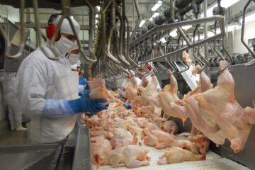 Exportação gaúcha de carne de frango em agosto cresce quase 40%