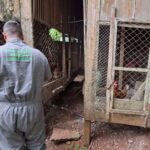 Encerramento de foco de gripe aviária é anunciado pela Secretaria da Agricultura no Norte do Rio Grande do Sul
