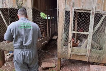 Encerramento de foco de gripe aviária é anunciado pela Secretaria da Agricultura no Norte do Rio Grande do Sul