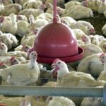 Malásia interrompe importação de carne de frango do Brasil após surto de doença de Newcastle
